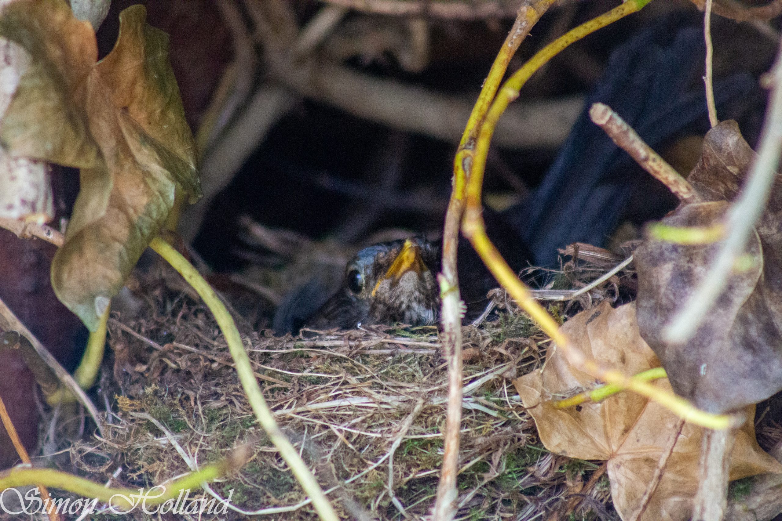 Roosting