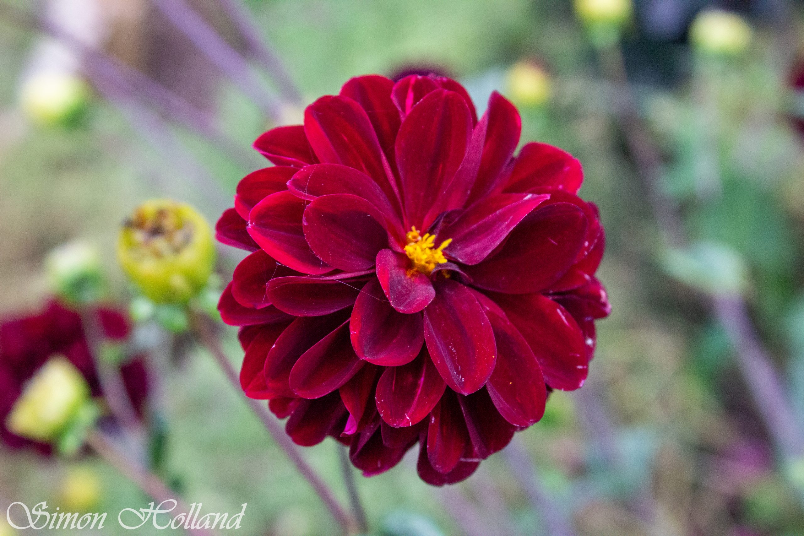 Blooms